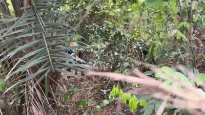 Couple Fuck Outdoor In The Woods - hclips.com - Nigeria