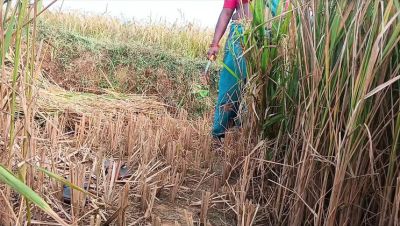 First Time Desi Bhabhi Fucked Hard in Paddy Fields - Homemade Indian Sex - veryfreeporn.com - Russia - France - India