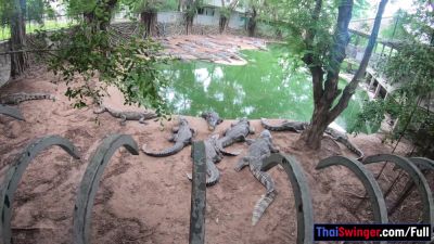 Crocodiles munching and making his amateur Thai GF cum hard - txxx.com - Thailand