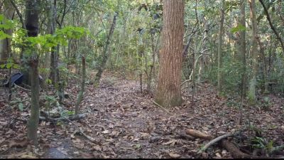Verified Amateurs In A Stranger Fucked Me In The Forest - hclips.com
