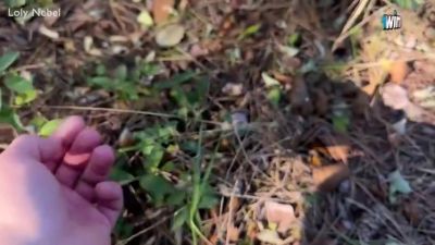 Incredible Sex Video Pov Amateur Crazy , Take A Look With Loly Nebel - hclips.com